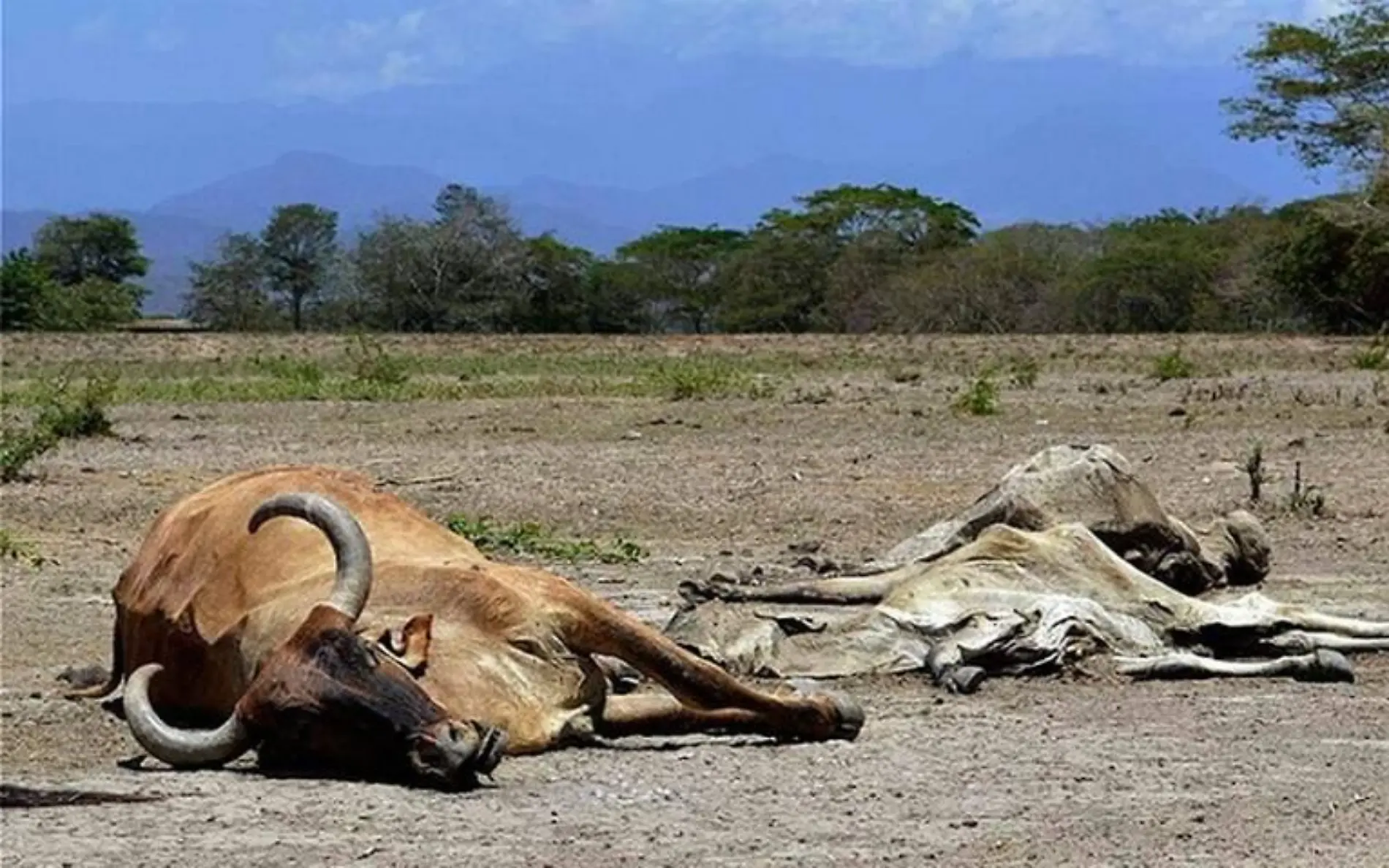 muerte de ganado vacas ahogadas